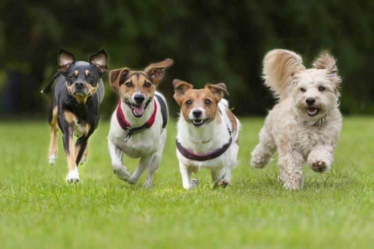 <p>Her yıl en az 25 bin kişi köpekler yüzünden hayatını kaybediyor.</p>
<p> </p>