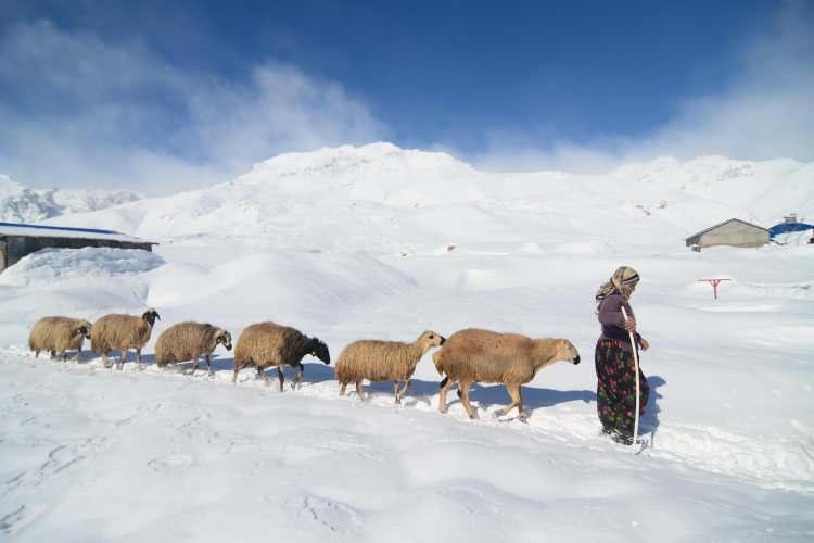 <p>Tunceli'nin Ovacık ilçesinde çetin geçen kış mevsimi başta besiciler olmak üzere vatandaşlara zor anlar yaşatıyor. Türkiye'nin en çok kar yağışı alan yerleşim yerleri arasında bulunan 6 bin 696 nüfuslu Ovacık ilçesinde aralık ayından bu yana kar etkili oluyor. Kar kalınlığının yüksek kesimlerde yer yer 2 metreye kadar ulaştığı ilçede çetin kış koşulları, en çok dağ köylerinde hayvancılıkla uğraşan besicileri etkiliyor.</p>

