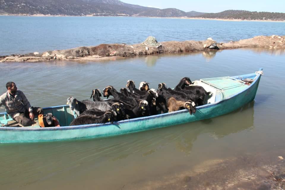 <p>Ardından yeniden adaya atacağımız ekim ayına kadar, buradaki yaylalarda, açık alanlarda beslenimini sürdüreceğiz." </p>
<p> </p>