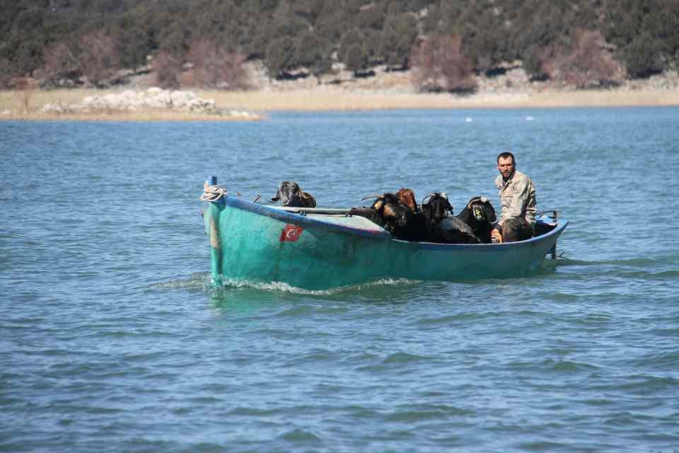 <p>Hayvanları arada gelip kontrol ettiklerini, tuzlarını verdiklerini anlatan Eren, "Ada etrafı gölle çevrili olduğu için içme suyunu da buradan karşılıyorlar. </p>
