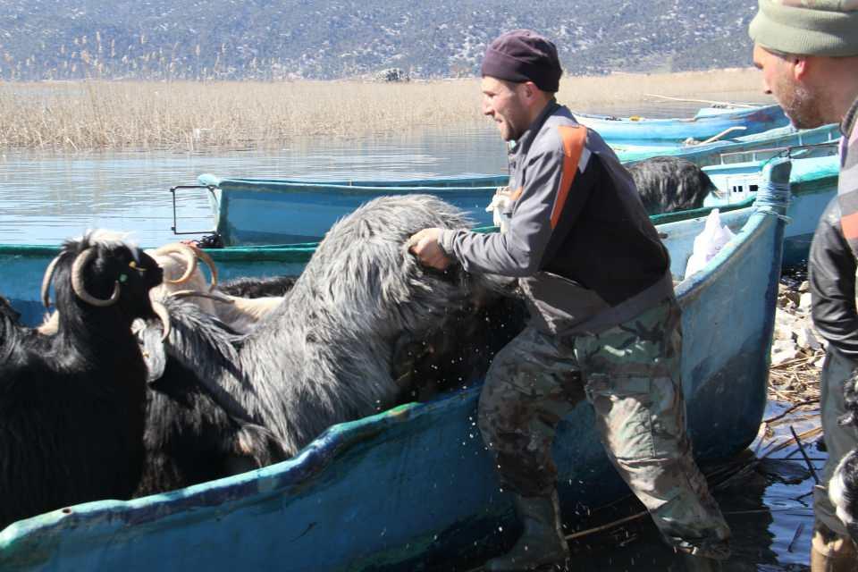 <p>Adadan teknelere yüklenerek karşı kıyıya taşınan kıl keçisi sürüleri, bindirildikleri kayıklar üzerinde ilginç ve renkli görüntüler oluşturdu.</p>

<p> </p>

<p> </p>
