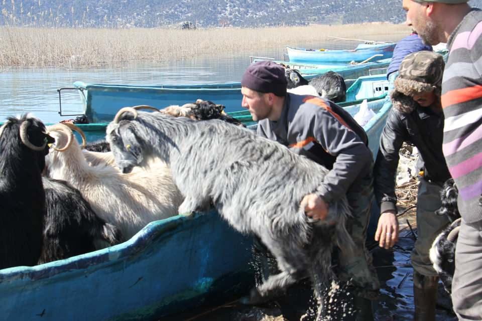 <p>Aileleri ve yerleşim merkezindeki balıkçıların da hayvan sahiplerine imece usulü destek verdiği yorucu mesai, adaya sonbahar döneminde salınan hayvanların toplanmasıyla başladı.</p>

<p> </p>
