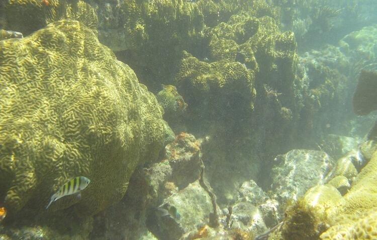 <p>E / V Nautilus, tuzlu su havuzuna 62 metreden fazla şekilde daldı ancak dip noktasına ulaşamadı.</p>
<p> </p>