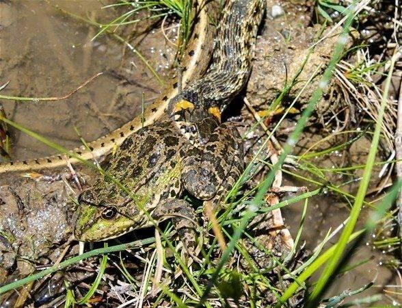 <p>İlçeye bağlı Yukarı Çıyrıklı köyündeki bataklık alanda bir su yılanının, kurbağayı yemeye çalışması vatandaşlar tarafından kaydedildi.</p>