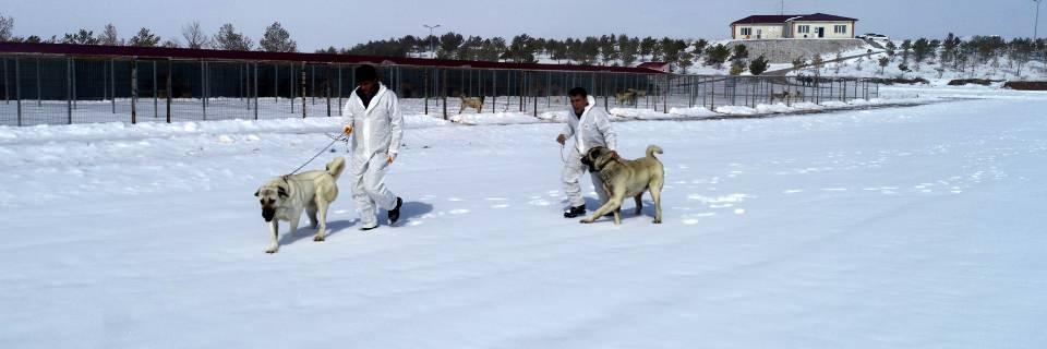 <p>Şinaydar, merkezlerinde kar kalınlığının yer yer 50 santimetreye ulaştığını ve bunu fırsata çevirerek Kangal köpeklerini doğal ortamlarına bıraktıklarını dile getirerek, "Sürekli serin havalarda koşmak istiyorlar. Vücut gelişimi açısından hareket etmeleri gerekiyor. Sıcak havalarda fazla hareket edemediği için kas yapısı ve gelişimi olumsuz yönde etkileniyor. Bu nedenle karlı ve serin havalar Kangal köpeği için bulunmaz fırsat." diye konuştu.</p>
<p> </p>