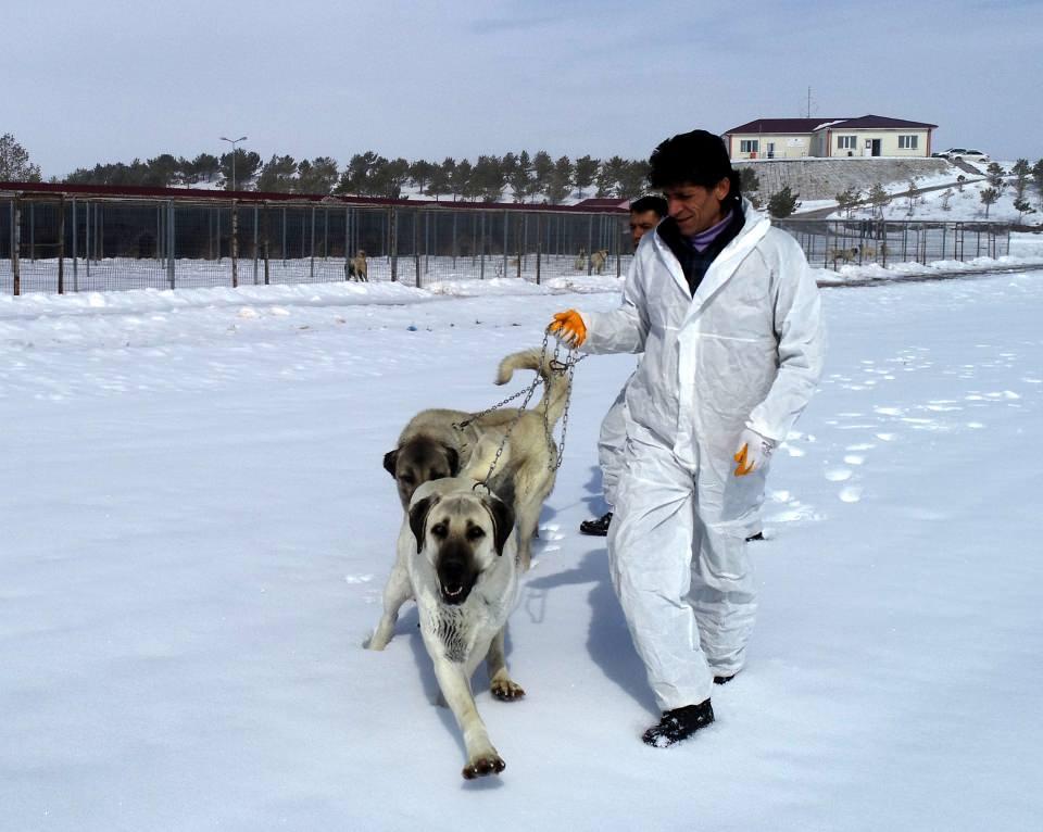 <p><strong>"Merkezimizde her şey kayıt altına alınıyor"</strong></p>
<p>Merkezde ticari amaç gütmeden Kangal köpeğinin ırk ve gen özeliğinin korunmasına yönelik çalışmalar gerçekleştirdiklerini anlatan Şinaydar, şunları kaydetti:</p>