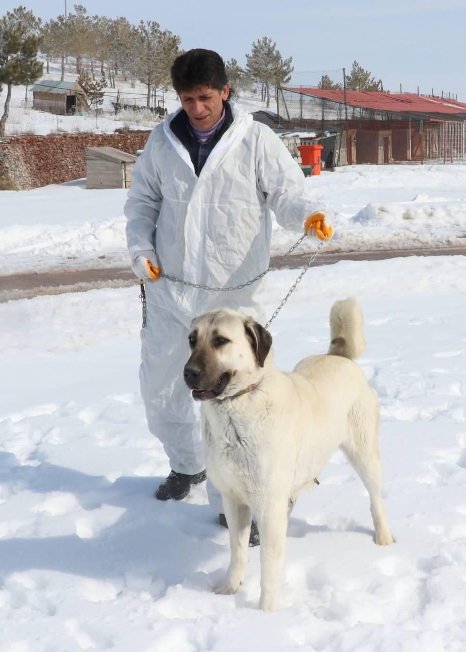 <p>Vatandaşların damızlık seçimi yaparak o köpeğe ait yavruları satın aldığını da belirten Şinaydar, "Yavru köpekler 45 ya da 50 günlük olduktan sonra görevlilerimizin kontrolünde hazır hale getirilerek teslim ediliyor. </p>

<p> </p>
