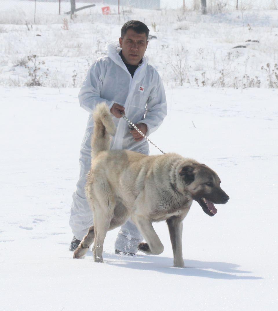 <p>Özelikle yaz dönemlerinde vatandaşlar yavru Kangal almak için sıraya giriyorlar." dedi.</p>
