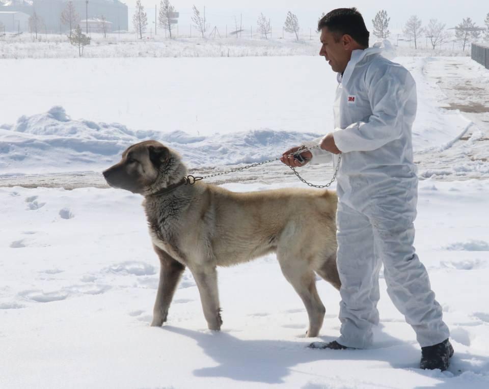 <p>Şinaydar, merkezde 44 damızlık köpek bulunduğunu, yavru satışlarının belirlenen takvim çerçevesinde yapıldığını aktardı.</p>

<p> </p>
