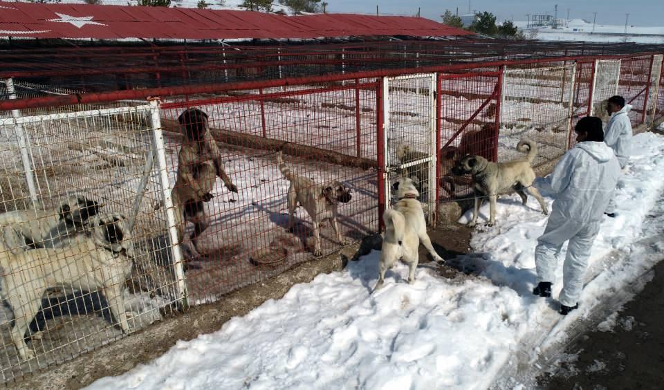 <p> Diğer köpek çiftliklerinin bu işi ayrıntılı şekilde yaptığını düşünmüyorum. Kangal köpeğinin Kangal Kaymakamlığına bağlı bu merkezden alınması gerektiğini düşünüyorum."</p>