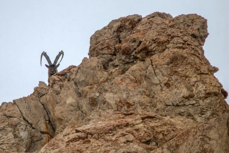 <p>İlçeye bağlı Çepkenli Mahallesi sakinleri, yeterince beslenemedikleri için 2 bin 500 metre yüksekliğindeki Pagan Dağı'nın sarp kayalıklarından mahallenin yakınlarına kadar inen keçiler için Doğa Koruma ve Milli Parklar İl Müdürlüğünden yem talebinde bulundu.</p>
