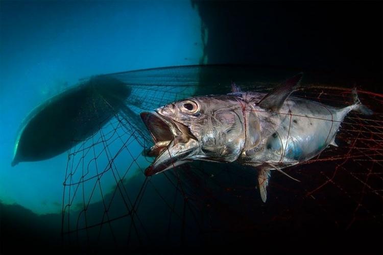 <p>2020 Underwater Photography Of The Year (Yılın En İyi Sualtı Fotoğrafçılığı 2020) yarışmasının kazananları belli oldu. 70 ülkeden 5000'den fazla fotoğrafın katıldığı yarışma, 13 kategoride düzenlendi. İşte yılın en iyi sualtı fotoğrafları ve kazanan ülkeler...<br />
<br />
Deniz koruma kategorisi birincisi (İtalya)</p>
<p> </p>