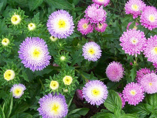 <p>Yıldızpatı olarak da bilinen Aster çiçeği, sonbahar mevsimine renk katan renkleri ile oldukça sevilen ve beğenilen bir çiçektir. <a href="http://www.yasemin.com/pratik-bilgiler/haber/2854840-evde-aster-cicegi-nasil-bakilir">Aster çiçeğinin evde bakımının ayrıntıları için tıklayın</a></p>
