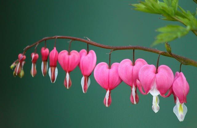 <p>Kalp şeklinde olan romantik görünümlü Kanayan Kalp Çiçeği, güzel çiçekler arasındaki yerini koruyor. <a href="http://www.yasemin.com/pratik-bilgiler/haber/2843326-aglayan-kalpler-cicegi-bakimi-ve-ozellikleri">Ağlayan kalpler bakımı ve özelliği için tıklayın</a></p>
