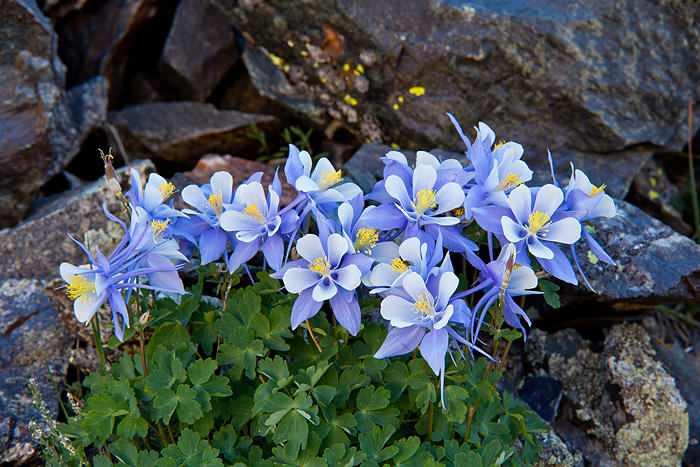 <p>Colorado Columbine, Amerika'da Rocky Dağları'nda yetişiyor. Gösterişli bu çiçeğin, doğalarından koparılan bu çiçeğin tanesinin fiyatı 50 dolar civarında.</p>
