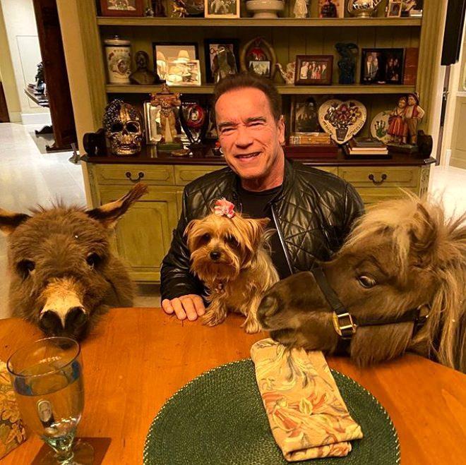 <p>At tutkusu olan Schwarzenegger, çalışma ofisine middillisine getirdi. Ancak middillisiyle beraber eşeğini de getiren efsane oyuncu o anları <strong>"Bu sefer Lulu'yu da getirdim"</strong> notuyla paylaştı. </p>