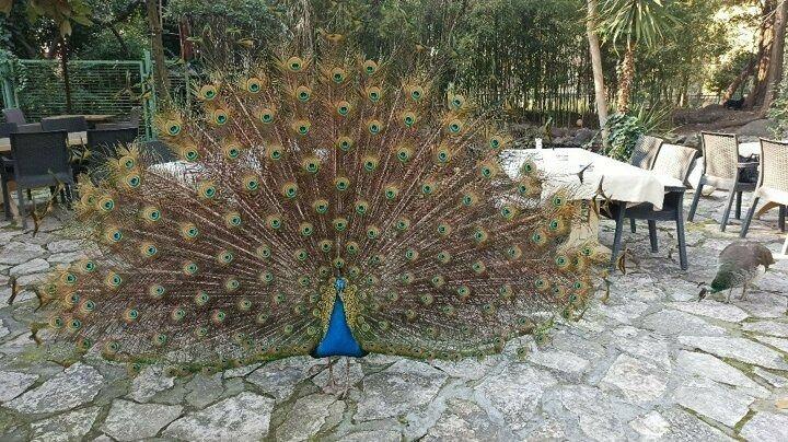 <p>Hemen hemen her evin çatısında, ya da balkonunda görülmeye başlanan kuşlar için sitenin bir çok yerinde su ve ekmek kapları bulunuyor. Balkon ya da çatılardan birbirlerine seslenen tavus kuşları metrelerce ileriden bulundukları yerleri birbirlerine haber veriyor.</p>