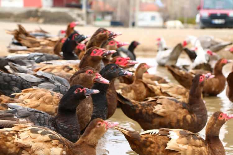 <p>Ülkemizdeki siyah ve beyaz çeşitleri de 50-100 lira arasında satılıyor. Bu renkleri az bulunduğu için kıymetli."</p>