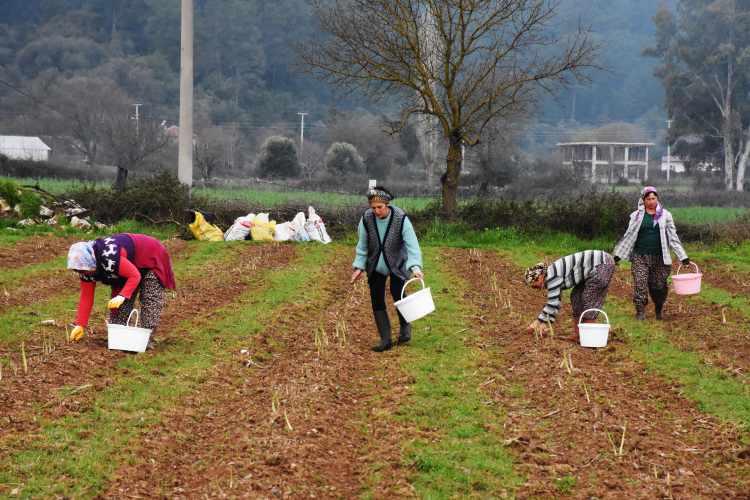 <p> Aile bütçesine katkı sağlıyorlar</p>
<p>Üretime katılan kadınlardan Birgül Yaylalı ise çiftçilikle ilgilendiğini, aynı zamanda kuşkonmaz hasadı yaptığını söyledi.</p>