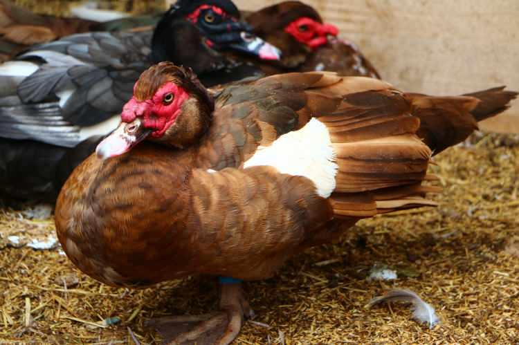 <p>İstanbul'da bir döküm fabrikasında 23 yıl çalıştıktan sonra köyüne yerleşen ve kanatlı hayvan beslemeye başlayan Katman, 2017 yılında Macaristan'dan getirdiği yumurtalardan ürettiği maskeli ördekleri büyütmeye başladı.</p>

<p> </p>
