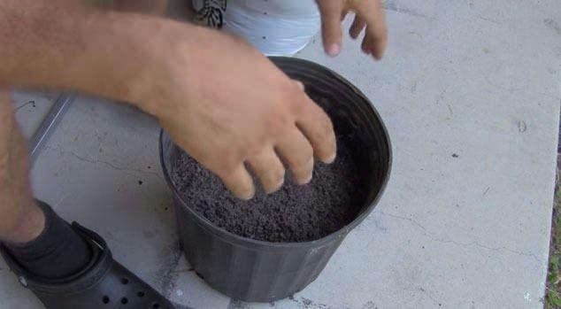 <p> Şaşırtıcı şekilde yeni domateslerin filizlendiğini göreceksiniz.</p>
<p> </p>