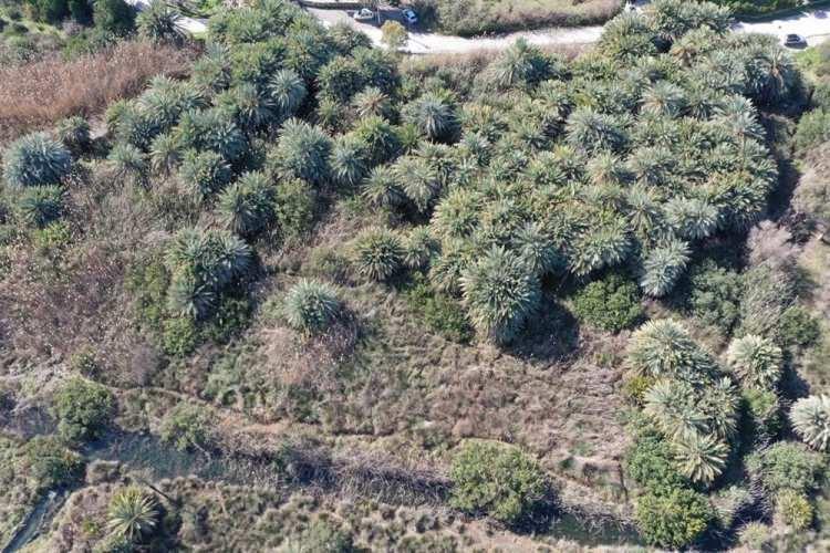 <p>Gölköy Muhtarı Ahmet Barut ise gölün giderek kuruduğunu ve küçülmeye başladığını belirterek, "Bu göl, Gölköy mahallemizin de adını aldığı Akdeniz Gölü. Burada Türkiye'de nadir bulunan palmiye ağaçları var. Birincisi Datça'da, ikincisi Gölköy mahallemizde. Kanallar tıkalı olduğu için gölün denizle bağlantısı kopmuş durumda. Kanalların bir an önce temizlenmesini istiyoruz. Vatandaşlarımız çöp ve koku konusundan çok şikayetçi. Göçmen kuşlarda giderek azalıyor, gelmez oldu çoğu. Gölün denizle bağlantısı olmadığı için, gölümüz sürekli küçülüyor. Denizde bağlantısı olduğu zamanlarda gölde balık türleri de mevcuttu. Çevre ve Şehircilik İl Müdürlüğü'ne dilekçemizi sundum. Onlar da bana dönüş yaptı. Dilekçenizi 'Tarım ve Orman Bakanlığı ile Kültür ve Tabiat Varlıkları'na sunun' dediler. Bizde yetkililerden sonucu bekliyoruz. Bir an önce temizlik çalışması yapılmasını istiyoruz" dedi.</p>

<p> </p>
