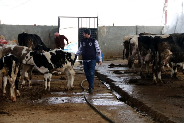 <p>Şanlıurfa'da yaşayan Suriyeli veteriner, kiraladığı çiftlikte günlük ortalama 220 kilogram süt üreterek geçimini sağlıyor.</p>
