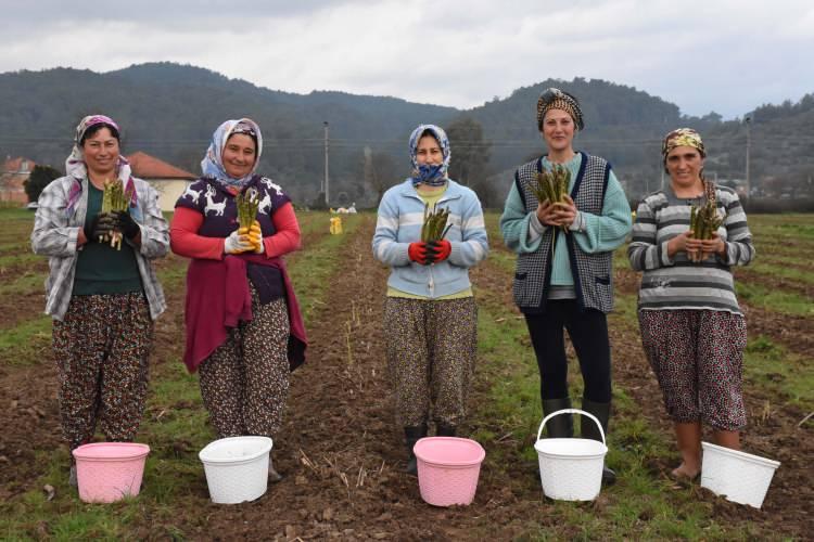 <p>Başarılı olunca kiraladığı daha büyük alanlarda üretime devam ettiğini bildiren Aksoy, "New York'ta bir iş gezisinde ilk defa tattığım kuşkonmazla hayatım değişti. Köyde 5 kadınla başladığım üretimi, talebin çoğalması üzerine 10 kadına çıkardım. Böylece hayalimi gerçekleştirerek kadınları üretime dahil edip istihdam sağladım. Zaman içinde deposu, soğutma sistemi ve soğuk odası bulunan paketleme tesisi de yaptık. Belirli dönemlerde de örtü altı üretime geçerek erken hasat imkanı elde ettik." diye konuştu.</p>
<p> </p>