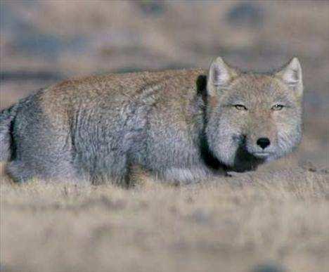 <p><strong>Tibet tilkisi</strong><br />
Tibet tilkisi olarak bilinen bu hayvanın anavatanı Nepal'deki Tibet Platosu. Bunun dışında Çin ve Hindistan'da da bu türe rastlanıyor. Genellikle 5 bin 300 metre yükseklikteki bölgelerde yaşamını sürdüren bu tilki türü, tüm tilkilerin içinde en büyük ses hassasiyetine sahip olanıdır.</p>
