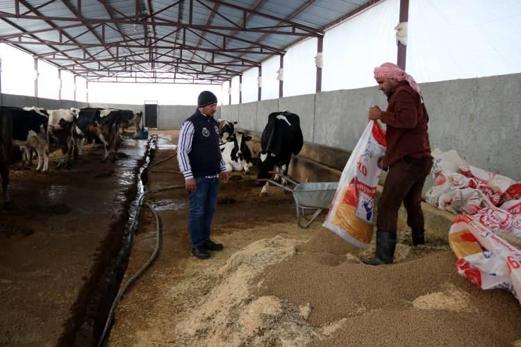 <p>Bu yıl daha büyük bir ahır kiralayan ve hayvan sayısını 22'ye çıkaran Saadin el-Sehuv, günlük ortalama 220 kilogram süt üretimi gerçekleştiriyor.</p>