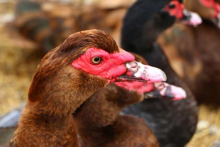 <p>Aksaray'ın İncesu köyünde 2014 yılında hobi olarak satın aldığı tavukların yanında verilen 7 kazla büyük bir çiftlik kuran Halis Katman, Macaristan'dan yumurtasını getirip çoğalttığı maskeli ördeklere gelen talebe cevap vermekte zorlanıyor.</p>
