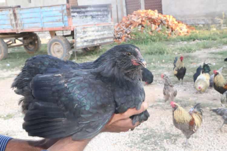 <p>Elçi, bölgede mavi yumurtlayan tavuk sayısını arttırmak için çevresindeki arkadaşlarına ödünç yumurta vererek yardımcı olmaya çalıştığını sözlerine ekledi.</p>
