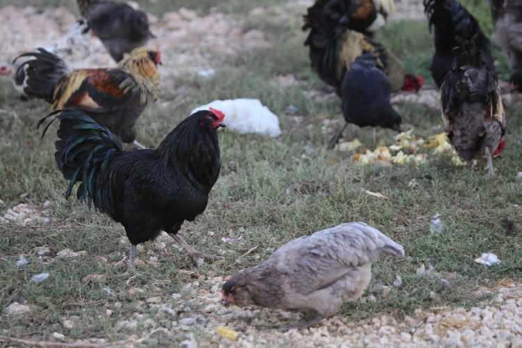 <p>Yumurtaları kuluçkaya yatıran Elçi, kısa sürede 100 mavi yumurtlayan Ameraucana cinsi tavuk sahibi oldu.</p>