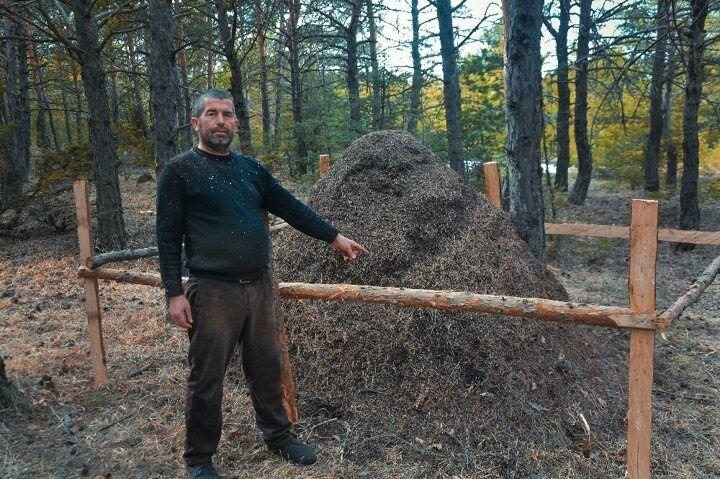 <p>Durumu amirlerine bildirdiler, Sivas Orman İşletme Müdürlüğü ekipleri ormana giderek dev yuvada incelemede bulundu. Dev yuva ormanın Doğay yapısına uygun bir şekille koruma altına alındı.</p>