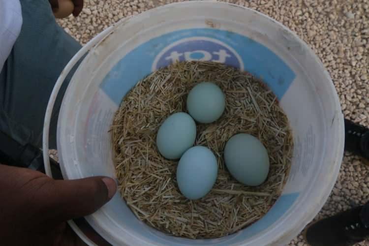 <p>"Diğer tavuklara göre Ameraucana cinsi tavuğun boyu biraz küçük. Mavi yumurtlayan bir tavuk cinsi, mavi yumurtalar da çok sağlıklı. Bunlar gezen tavuklar, masrafı da çok az oluyor. Bizim burada tarlalarda dolaşıyor, organik şekilde besleniyorlar. Hem masrafı az, hem de geliri yüksek. Yumurtaları çevredeki çiftçilere de dağıtıyorum. Onların da ilgisi yavaş yavaş artıyor."</p>