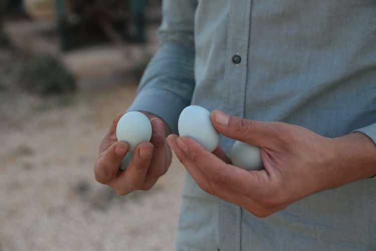 <p>Çiftçiliğin dışında hem gelir getirici hem de farklı projelere meraklı olduğunu anlatan Elçi, 10 ödünç yumurta ile başladığı üretimi, şu an 100 tavukla sürdürdüğünü ifade etti.</p>