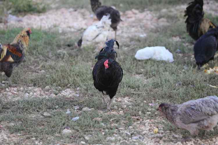 <p>Sınır hattına yaklaşık 4 kilometre uzaklıktaki kırsal Keçeli Mahallesi'nde çiftçilik yapan Elçi, 2 yıl önce bir arkadaşının İzmir'den getirdiği mavi yumurtaların 10 tanesini ödünç aldı.</p>