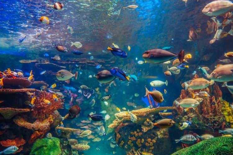 <p>SHEDD AKVARYUMU<br />
Chicago'daki Shedd Akvaryumu da corona virüs nedeniyle kapandı. Yetkililer, "Bu süre zarfında sizi akvaryumda karşılayamayacağımızdan hayal kırıklığına uğramış olsak da, corona virüsün daha fazla yayılmasını durdurmak için sosyal izolasyon çabalarında üzerimize düşeni yapıyoruz” diye açıklama yaptı.</p>
<p>Shedd Akvaryumu sosyal medya adreslerinden paylaştıkları videolarla evde kalanlarla videolarını paylaşıyor.</p>
<p>https://www.facebook.com/pg/sheddaquarium/videos</p>