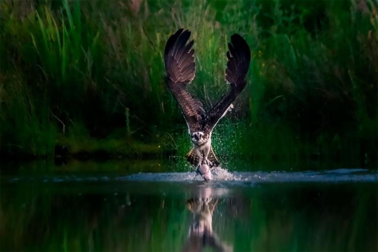 <p>Kazanan fotoğraf - Peter Stevens</p>
<p> </p>
