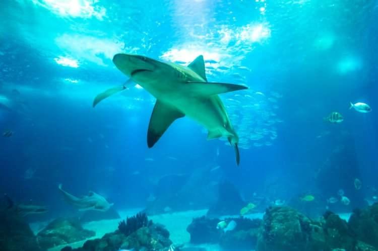 <p>MONTEREY BAY AQUARIUM<br />
Hayvanat bahçeleri gibi, birçok akvaryum da sakinlerinin ne yaptığını göstermek için canlı yayınlar yapıyor. Bunlardan biri de Monterey Bay Aquarium. Akvaryum su samuru, denizanası, köpekbalığı, penguenlerden oluşan sakinlerinin hayatlarını canlı olarak yayınlıyor.</p>
<p>https://www.montereybayaquarium.org/animals/live-cams/kelp-forest-cam/</p>