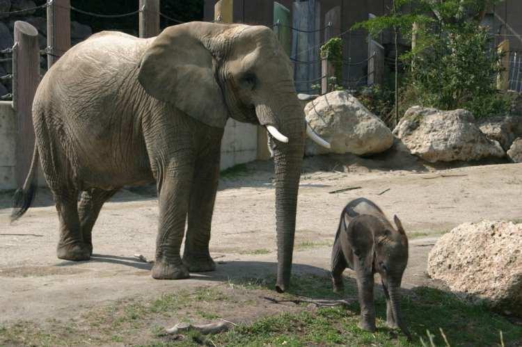 <p>HOUSTAN HAYVANAT BAHÇESİ<br />
Corona virüsün yayılmasını yavaşlatmak için Houston Hayvanat Bahçesi de kapılarını üç hafta kapattı. Aynı zamanda Houston Hayvanat Bahçesi, kameralarını online ziyaretçilere açtı. Web kamerasıyla online ziyaretçiler filler, zürafalar, goriller, şempazeler ve gergedanları görebilirler.</p>

<p>https://www.houstonzoo.org/explore/webcams/</p>
