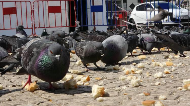<p>amsun Emniyet Müdürlüğü Trafik Denetleme Şube Müdürlüğünde görevli Şahin diye adlandırılan motosikletli trafik polislerinden Uğur Kurt ve Savaş Ertekin, fırından satın aldıkları ekmekleri elleriyle parçalara bölüp aç kalan güvercinleri besledi.</p>