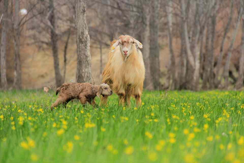 <p>Tunceli'de küçükbaş hayvancılığın yaygın olarak yapıldığı Ovacık ilçesinde, besiciler karların erimesiyle yeşile bürünen meralarda koyun ve keçi sürülerini otlatmanın mutluluğunu yaşıyor.</p>
