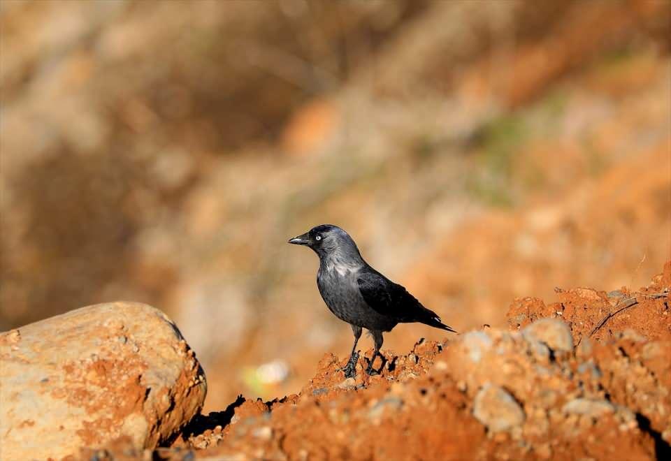 <p>Bingöl Doğa Koruma ve Milli Parklar Şube Müdürlüğünce yapılan çalışmalarda, il genelinde aralarında şahin ve kartalın da yer aldığı 168 kuş türünün yaşadığı tespit edildi.</p>

<p> </p>
