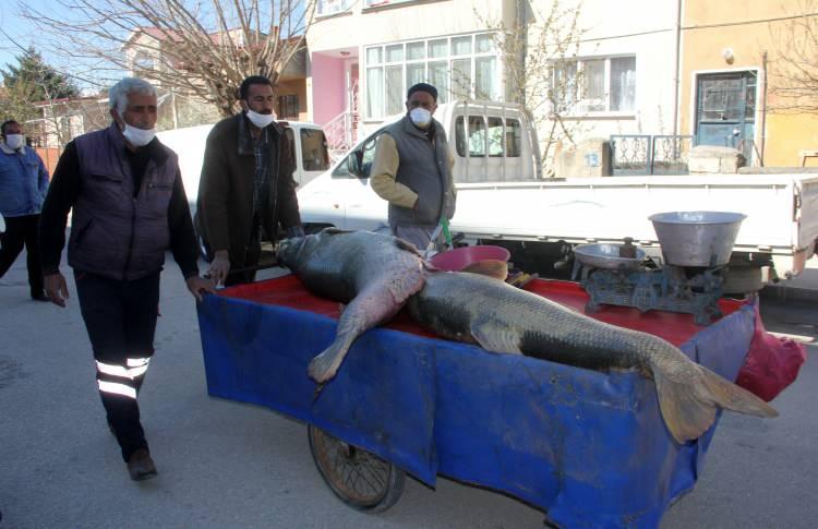 <p>Balıkları yakalayan Gafur Mercan’ın "Fazla toplanmayın, sosyal mesafeyi ihlal etmeyin" uyarılarına rağmen meraklı vatandaşlar dev balıklarla fotoğraf çektirme aşkıyla sosyal mesafe kuralını unuttu.</p>