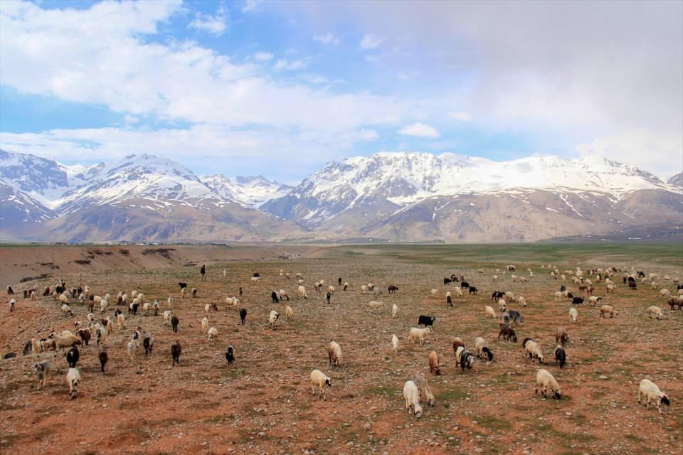 <p>Türkiye'de kış mevsiminde en fazla kar yağışı görülen yerleşim yerlerinden Ovacık'ta, hayvanlarını 5 ay boyunca ağıllarda ot, saman, yonca ve arpayla besleyen besiciler, hava sıcaklıklarının artmasıyla keçi ve koyunlarını meralara çıkardı.</p>

<p> </p>
