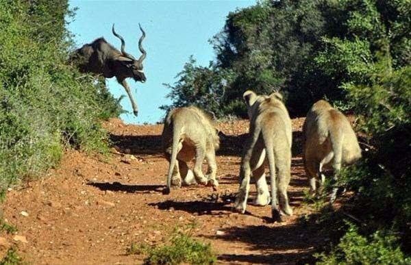 <p>Savunmasız olduğunu düşündükleri antilobu gözlerine kestiren dört aslan, onu avlamak için öyle bir plan yaptı ki...</p>

