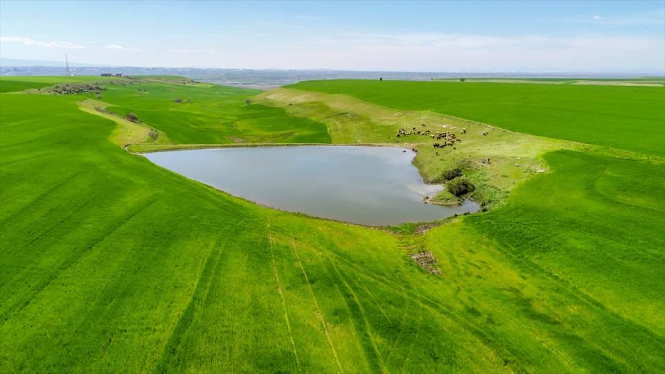 <p>Adete "yeşil deniz"i andıran tahıl ekili araziler, sulama g&ouml;letleri, otlayan hayvanlar ve tarlalar arasında kıvrılan yollar g&uuml;zel g&ouml;r&uuml;nt&uuml; oluşturdu. Diyarbakır`ın `yeşil deniz`i drone ile g&ouml;r&uuml;nt&uuml;lendi.</p>

<p>&nbsp;</p>
