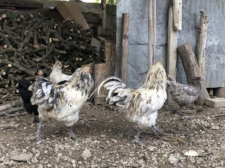 <p>Kabuğu açık mavi renkli olan yumurta yumurtlayan tavukları alan ve kendi de mavi yumurtlayan tavuk üreten Öztürk, halen hobi olarak yaklaşık 30 adet 'Ameraucana' cinsi tavuk besliyor.<br />
</p>