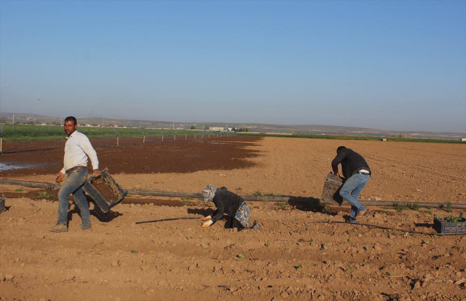 <p>Kırsal Bitkili&nbsp;Mahallesi'nde g&uuml;n&uuml;n ilk ışıklarıyla tarlanın yolunu tutan &uuml;reticiler, arazileri s&uuml;r&uuml;p sebze fidelerini toprakla buluşturdu.</p>
